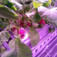Radishes.